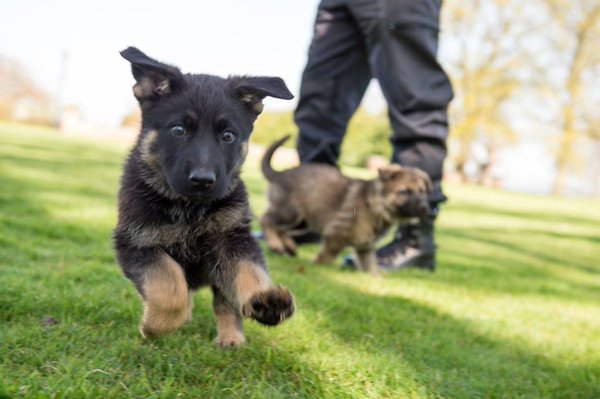 Thames Valley Police launch call for new 'Puppy ...