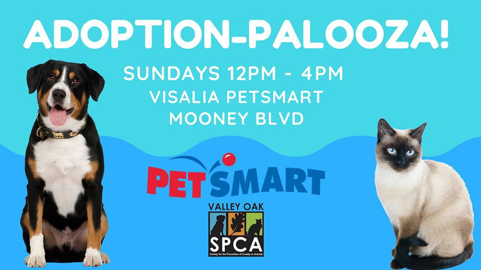Sunday Adoption Events at PetSmart - Visalia, Hosted by Valley Oak SPCA -  997 Classic Rock