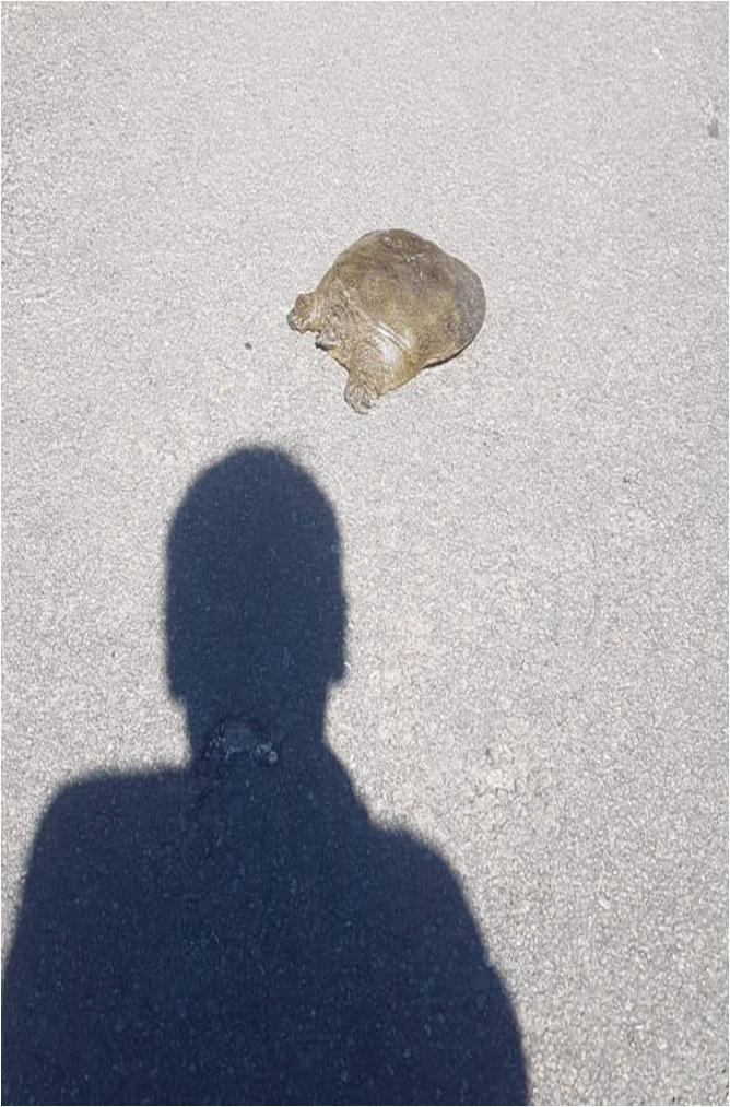 A soft-turtle was recently pictured on the road by Injebreck reservoir 