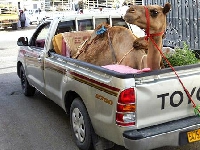 11 Only in Oman moments! 