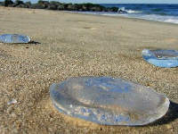 The case of the Qurum Beach jellyfish!
