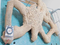 SQU have discovered a 500 million year old fossil! 