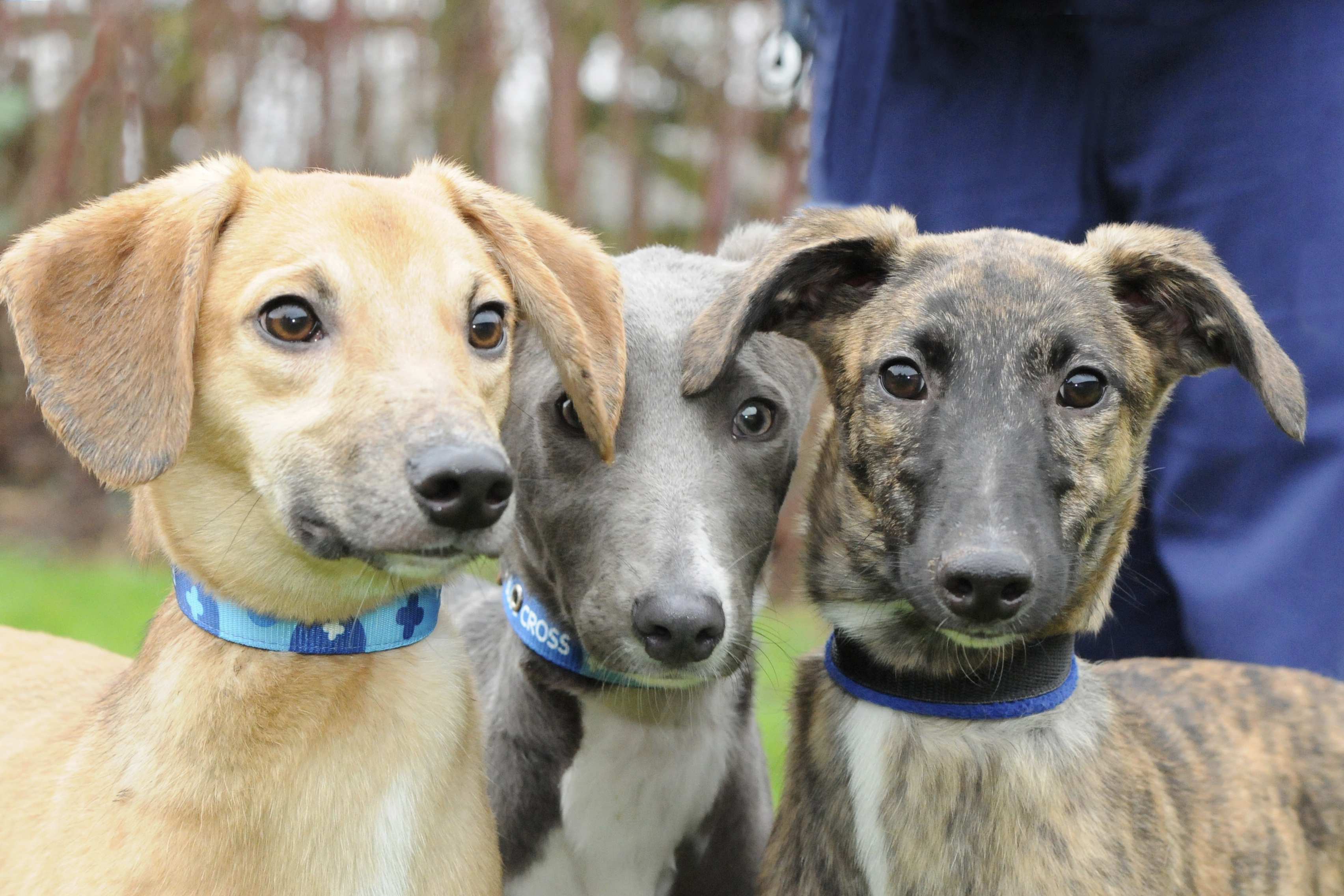 Blue cross rehoming store centre near me