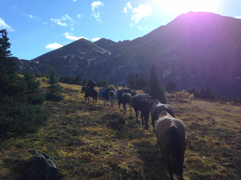 British Columbia Grizzly Ban 'emotional' decision - 96.1 ...