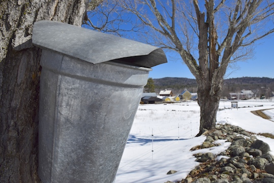 Maple Sugaring Day Open House Wasr