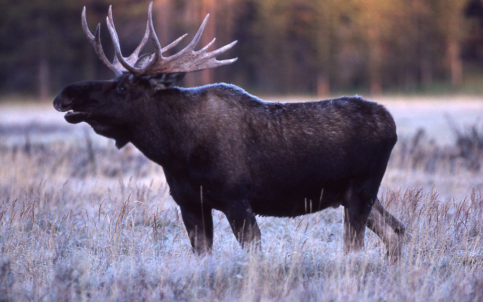 moose in deep snow