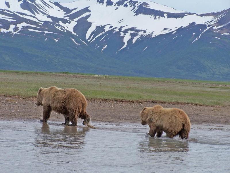 Brown Bear Cub in Alaska tests positive for Avian Influenza