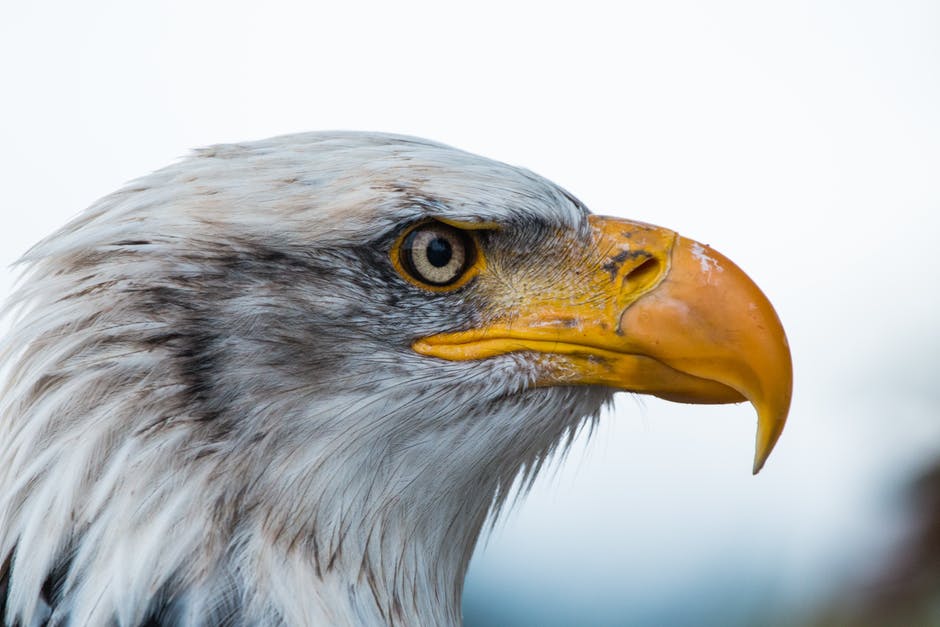 U.S. Fish and Wildlife Service offers reward for information related to eagle shooting - Vimarsana News
