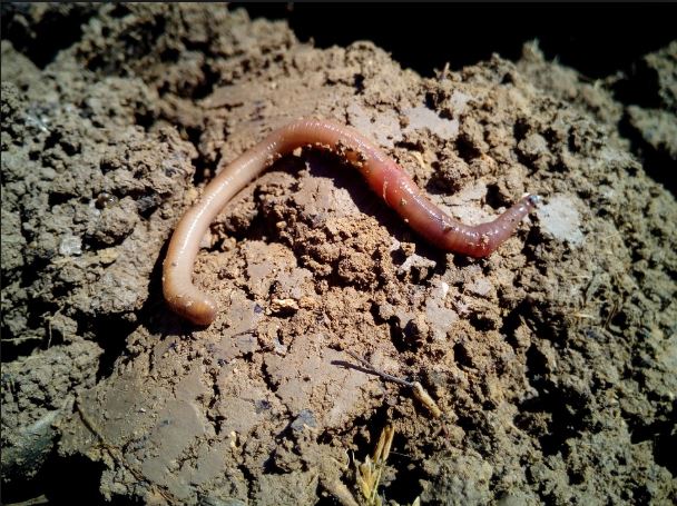 Worm Charming event this weekend - 3FM Isle of Man