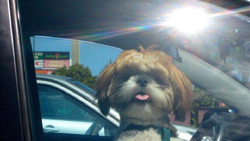 Hot dog in car