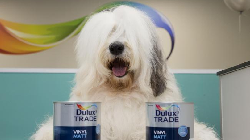 dulux dog teddy