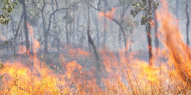 Superior National Forest closes BWCA due to fires, drought | kare11.com