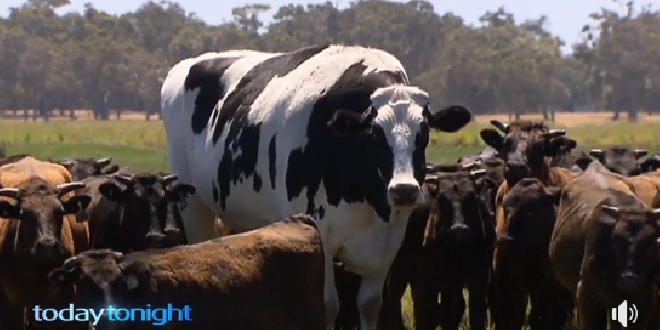 Australia's largest steer lives in the South West - 91.7 The Wave