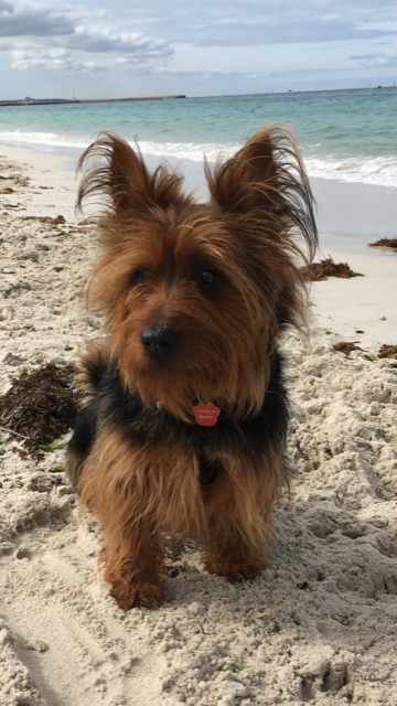 australian terrier black