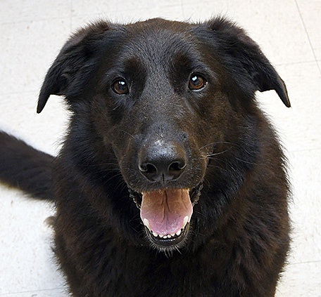 Madison-Jefferson Co. Animal Shelter's Pet's Of The Week ...