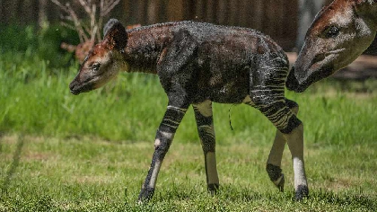 Endangered okapi born at Chester Zoo - Chester's Dee Radio