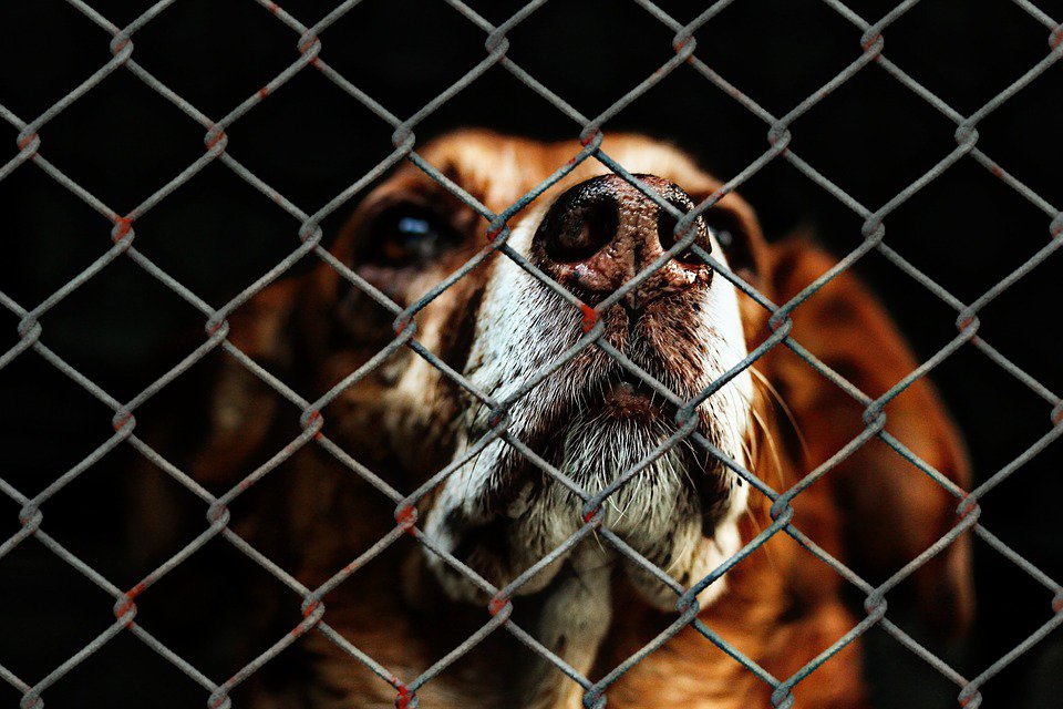 Oxford animal sanctuary store dogs