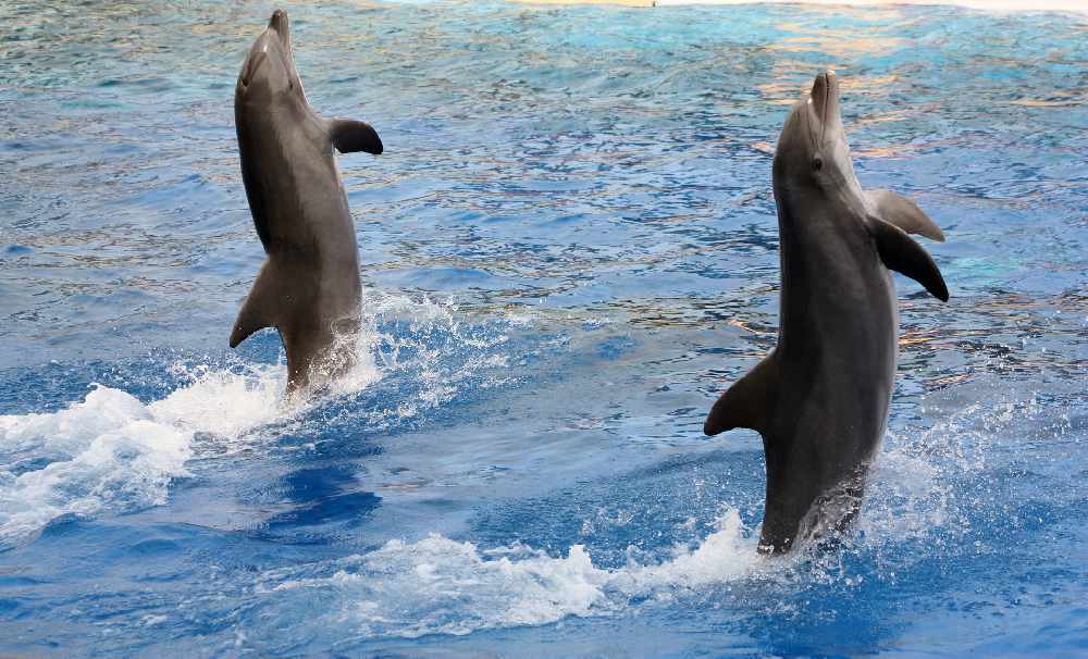 A Beluga Whale & Dolphin Have Reportedly Died At MarineLand Canada