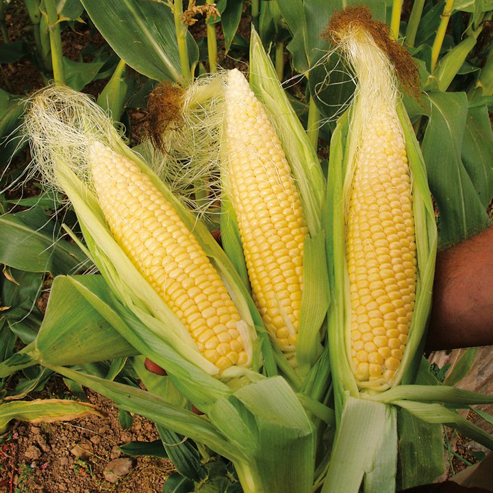 Taber Corn Harvest Begins Soon CJWE