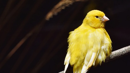 Canary