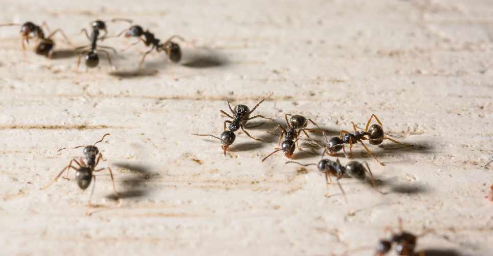Ants top pest complaints in Abu Dhabi - HIT  - The leading Malayalam FM radio  station in the UAE