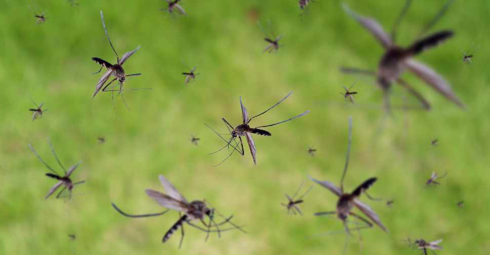 Mosquitoes causing a buzz around Dubai ARN News Centre Trending News