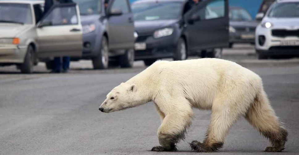 Exhausted Polar Bear Wanders Into Siberian City Virgin Radio Dubai