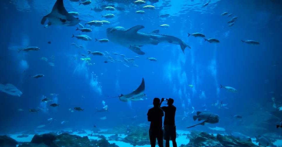 Abu Dhabi to get region's largest aquarium - Dubai Eye 103.8 - News, Talk &  Sports