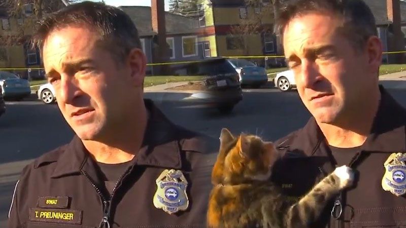 Police cat is the cutest recruit at this police department