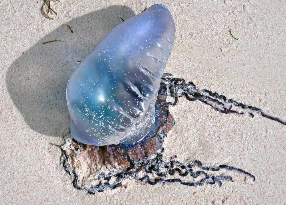 jellyfish