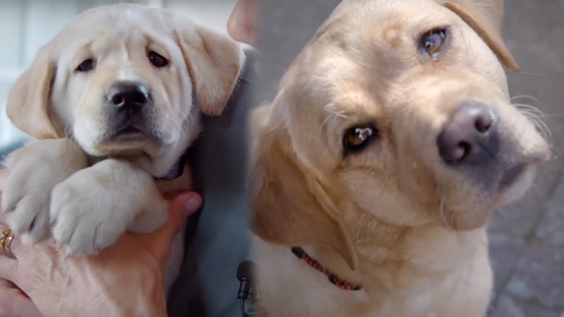 Netflix's newest series is a dog-cumentary